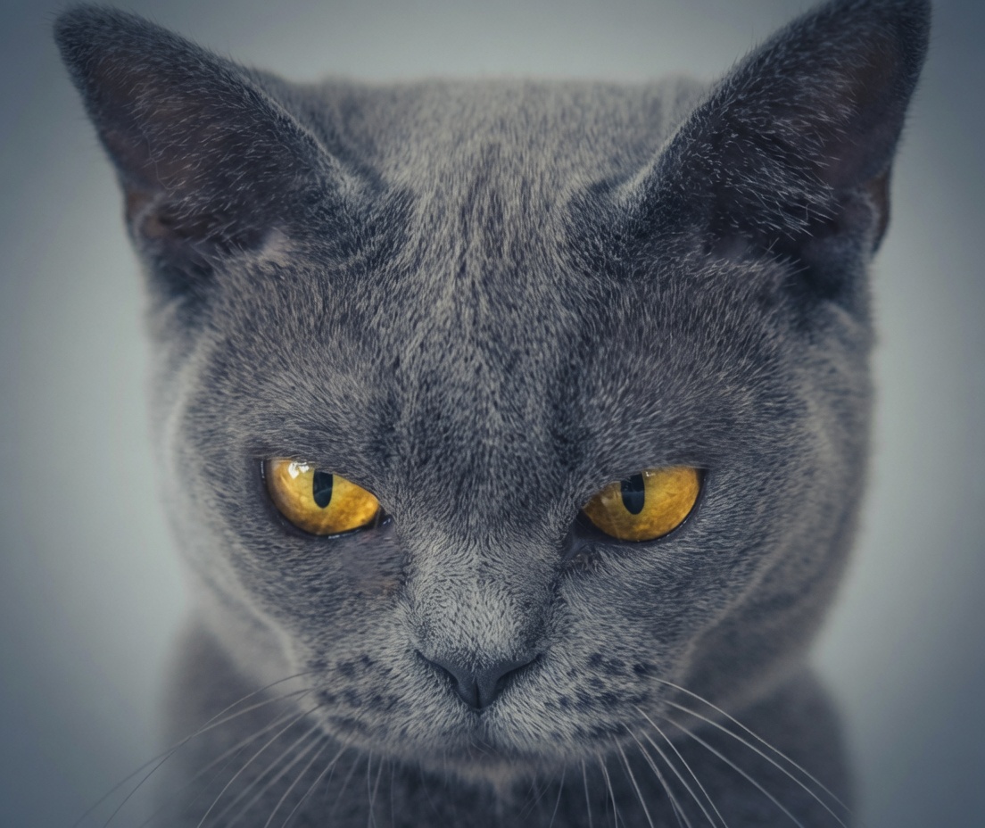 The YourFileCopy cat